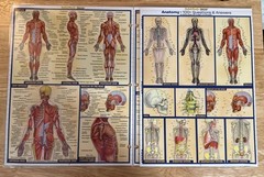 Anatomy Quizzer by Vincent Perez (2011, Book, Other)