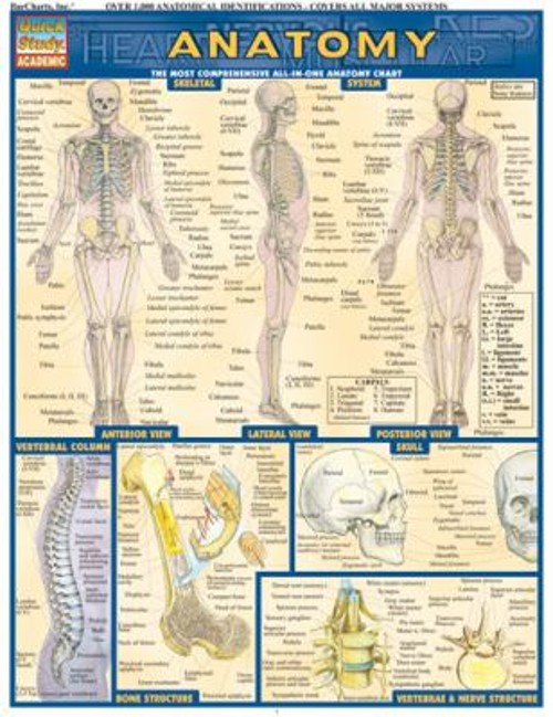 Anatomy Vincent Perez