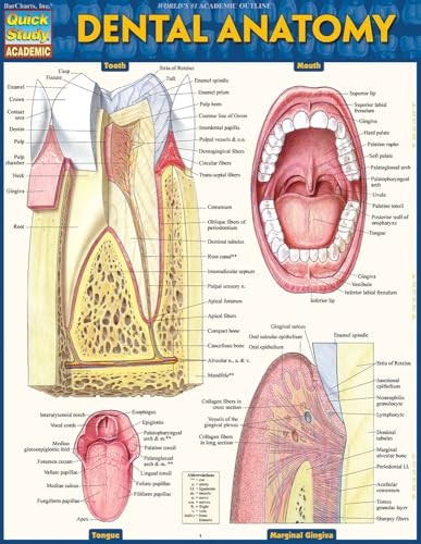 Vincent Perez – Dental Anatomy – Fold-out book or chart – F84z