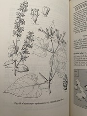 Flora of the Galapagos Islands [ Wiggins, Ira L. ] Used – Good – HC DJ