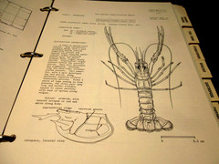 Western Central Atlantic Fishing Area 31- VOLUME 6: Lobsters, Shrimps and Prawns