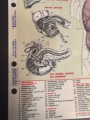 Anatomy (Quickstudy Reference Guides, 1969) Vintage