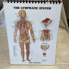 Classic Desktop Anatomical Chart Series Bachin Beck 1985 Homeschool 15” x 11”