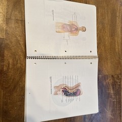 Student Study Art Notebook Concepts of Human Anatomy & Physiology Spiral PB Book