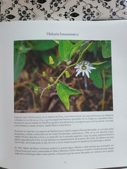 Passiflora en Bolivia Identification Guide Hermes Justiniano Suarez Signed Botan