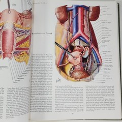 Ciba Medical Illustrations Reproductive System Vol 2 Frank Netter Book 1984 HC