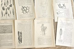 1913 Anatomy Medical Pages Diagrams 14 Pages 6″x8.5″