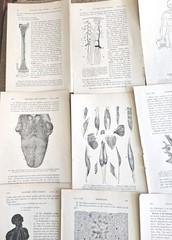 1913 Anatomy Medical Pages Diagrams 14 Pages 6″x8.5″