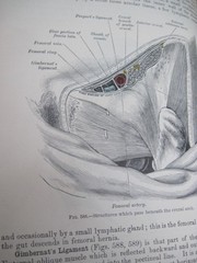 Gray’s Anatomy Descriptive and Surgical 15th English Edition Colored Plates 1901