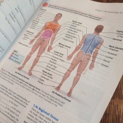 Essentials of Human Anatomy and – Paperback, by Suzanne Keller Acceptable 13 ed