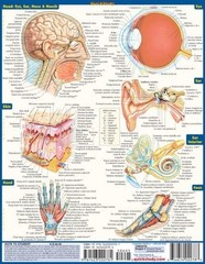 NEW QuickStudy | Anatomy Laminated Tri-Fold Study Guide *SALE $3* FAST SHIPPING!