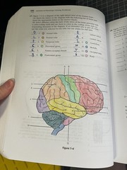 Anatomy and Physiology Coloring Workbook : A Complete Study Guide by Elaine…