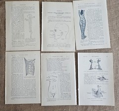 1913 Anatomy Medical Pages Diagrams 14 Pages 6″x8.5″