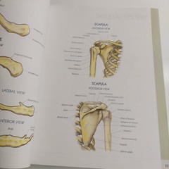 QuickStudy Atlas of Human Anatomy Vincent Perez Health Home School Good