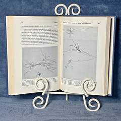 Neurons and Interneuronal Connections of the Central Visual System 1971