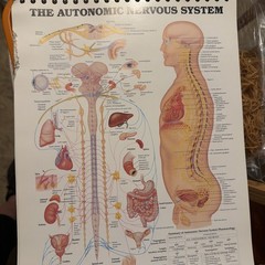The Anatomical Chart Series – Classic Library Edition Desk Size Version.