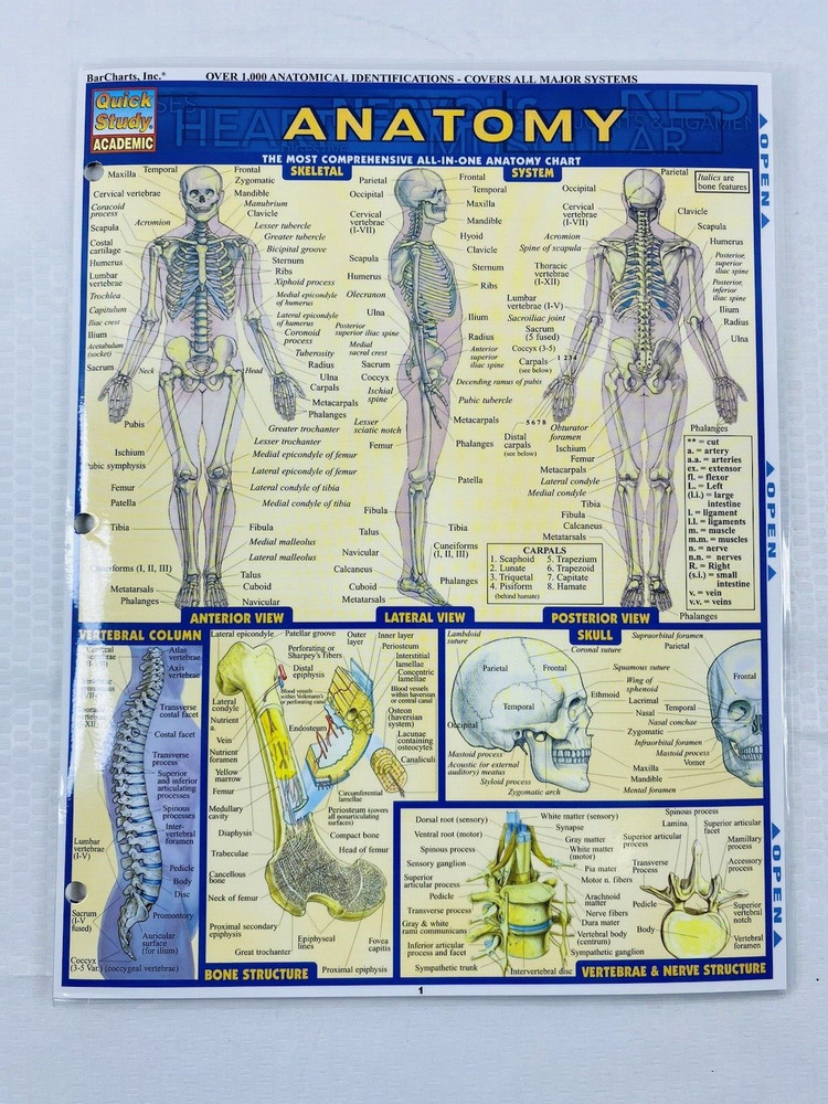 “Anatomy” Laminated Fold Out -Quick Study Academic Bar Charts Inc Vincent Perez