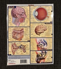 Anatomy Quick Study Study Guide By Vincent Perez