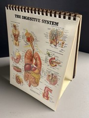 THE ANATOMICAL CHART SERIES: Full Size Desktop Easel by Bachin & Beck (1985) VG