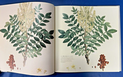The Magnificent Flora Graeca : How the Mediterranean Came to the English