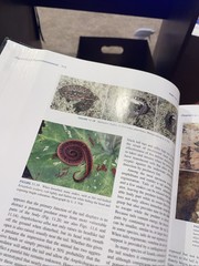 Herpetology: An Introductory Biology of Amphibians and Reptiles by Laurie J Vitt