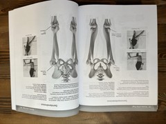 Kinesiology Made Easy a Quick Guide to Musculoskeletal Anatomy, Fourth Edition