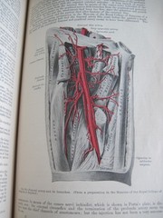 Gray’s Anatomy Descriptive and Surgical 15th English Edition Colored Plates 1901