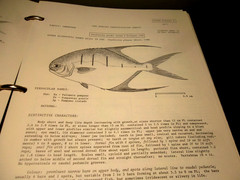 Western Central Atlantic Fishing Area 31; VOLUME 2 -Bony Fishes