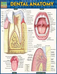 Vincent Perez Dental Anatomy (Mixed Media Product) (UK IMPORT)