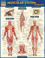 Muscular System Advanced; Quick study Tri-Fold Reference Guide study Aide NEW