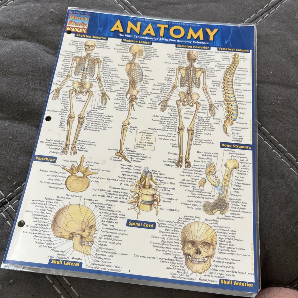 Anatomy : QuickStudy Laminated Reference Guide by Vincent Perez (2014