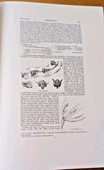 Orchids From The Botanical Register 1815-1845 Birkhauser Illustrations , Texts