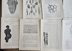 1913 Anatomy Medical Pages Diagrams 14 Pages 6″x8.5″