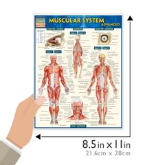 Muscular System Advanced; Quick study Tri-Fold Reference Guide study Aide NEW