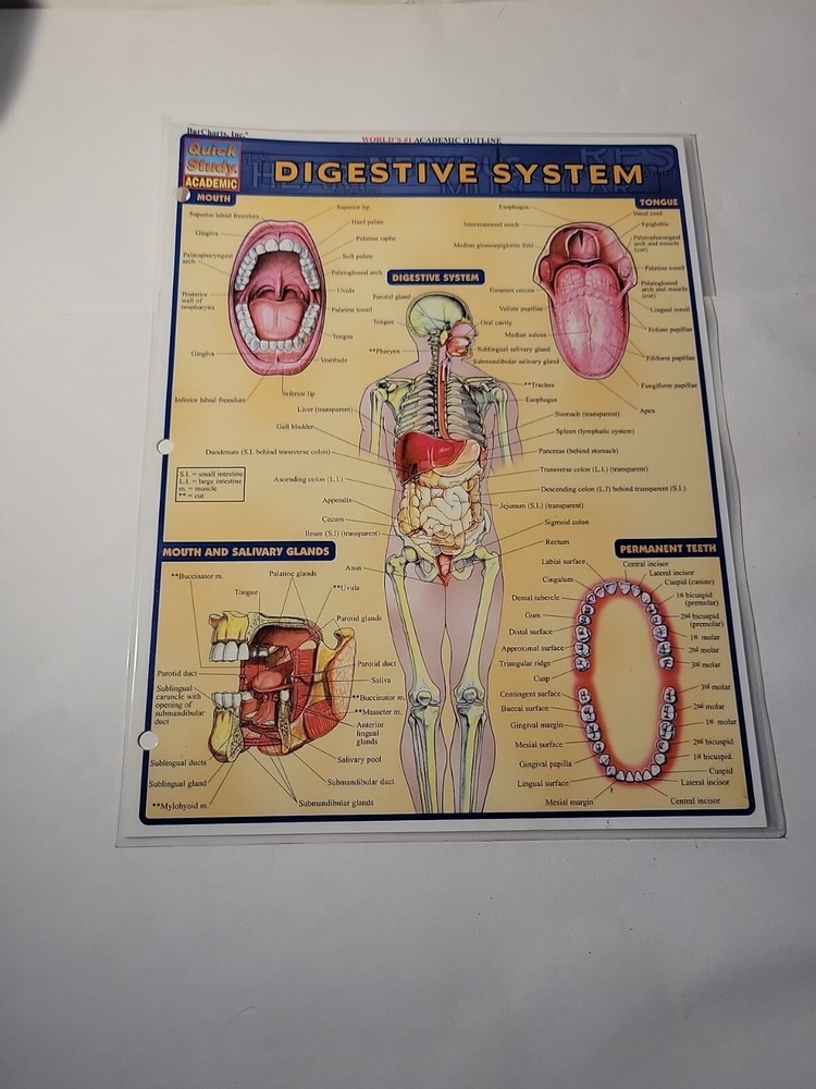 Digestive System by Vincent Perez (2001, Book, Other)