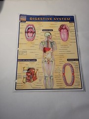 Digestive System by Vincent Perez (2001, Book, Other)