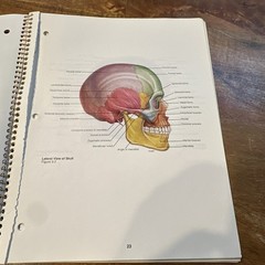 Student Study Art Notebook Concepts of Human Anatomy & Physiology Spiral PB Book