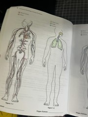 Anatomy and Physiology Coloring Workbook : A Complete Study Guide by Elaine…