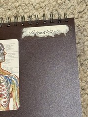 The Anatomical Chart Series Classic Library Edition Desk Size 1991 11” X 15”