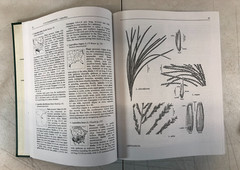Flora of North America, 2 vol, Mary E. Barkworth, E-123