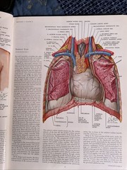 THE CIBA COLLECTION OF MEDICAL ILLUSTRATIONS – Volume 5 – Heart – Netter
