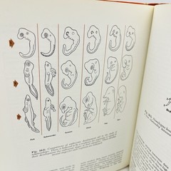Biological Science Principles and Patterns of Life Holt Rinehart Winston Vintage