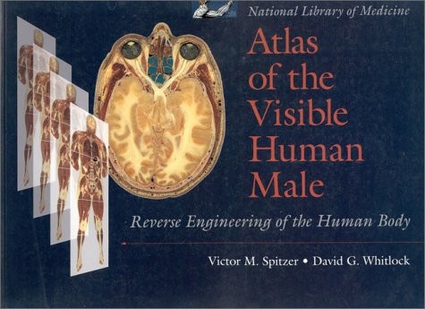 ATLAS OF VISIBLE HUMAN MALE- PAPER: .