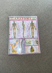 QuickStudy Charts: Anatomy Study Guides All-In-One Reference Vincent Perez 1994