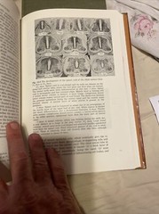 Modern Embryology Charles W. Bodemer University Of Washington Holt Rinehart 1968