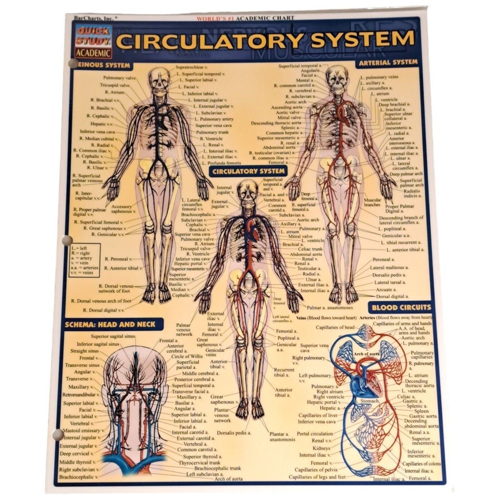 Circulatory System Laminated Study Academic Bar Charts Inc Vincent Perez