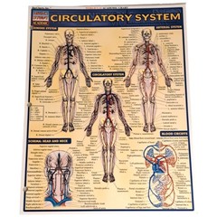 Circulatory System Laminated Study Academic Bar Charts Inc Vincent Perez