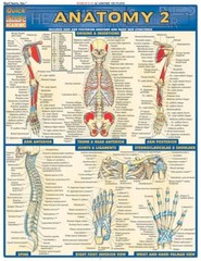 Anatomy 2 (Quickstudy: Academic) – Pamphlet By BarCharts, Inc. – GOOD