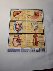 Digestive System by Vincent Perez (2001, Book, Other)