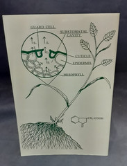 Wildland Plants Physiological Ecology Donald Bedunah 1995 SB VG 250731